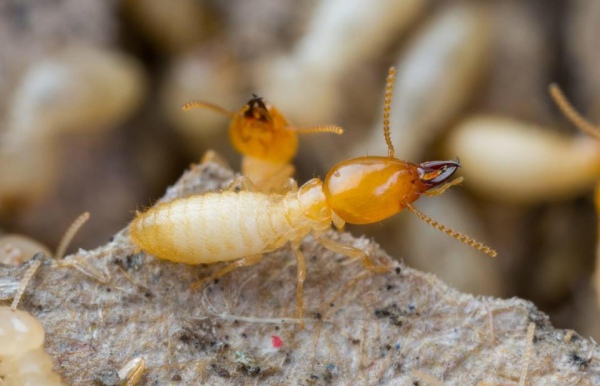 pest control Seremban_termite