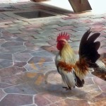 chicken melaka homestay