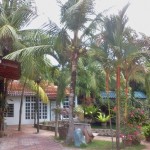 homestay coconut tree