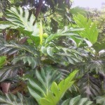 manggo tree agibs