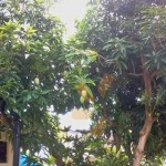 pokok mangga