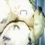 Cookies cake salsabila (11)