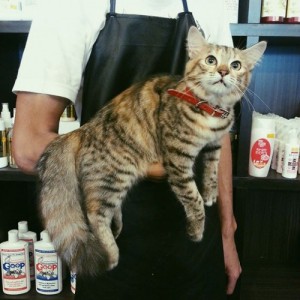best cat groomer