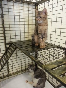 cat care hotel melaka