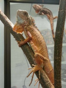 iguana melaka