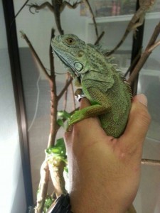 pet iguana