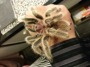 tarantula pet