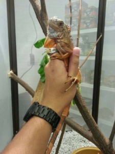 yellow iguana pet malaysia