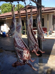 kambing untuk bakar