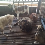 goat farm melaka umbai