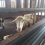 kambing korban dijual melaka