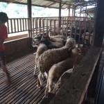 ternakan kambing melaka