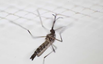 Melaka to combat dengue with 16,000 ‘bachelor’ mosquitoes